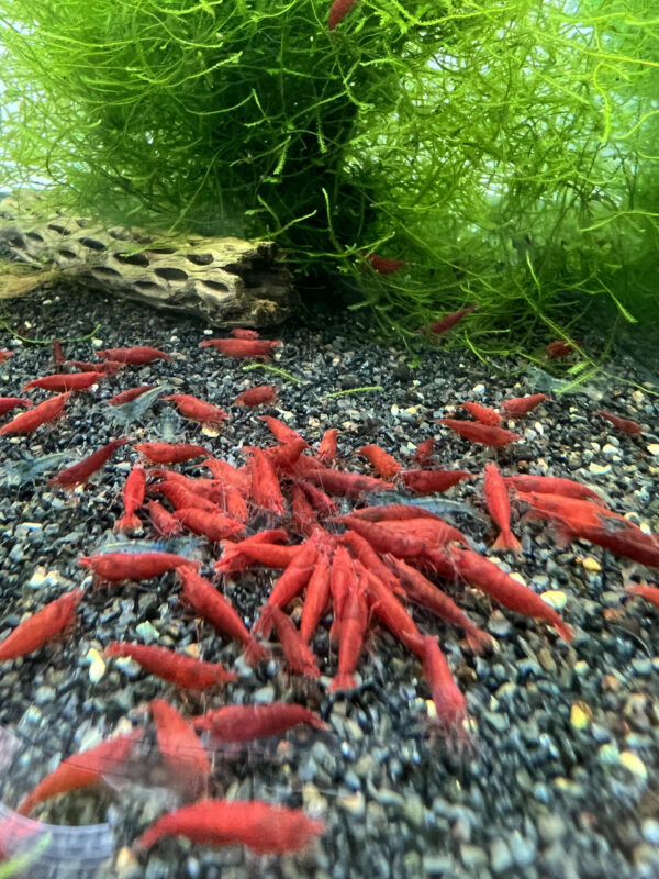 Neocaridina - Bloody Mary's