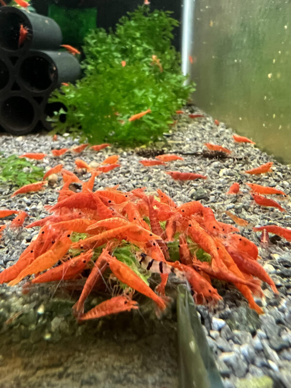 Neocaridina - Bloody Orange