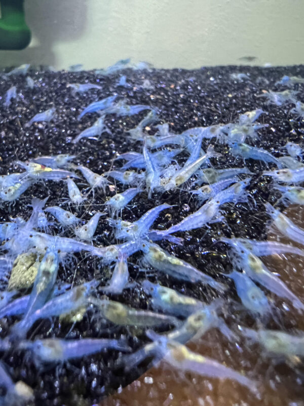 Neocaridina - Blue Jellys