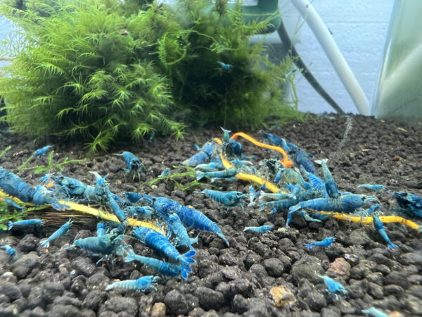 Caridina - Extreme Blue Bolts