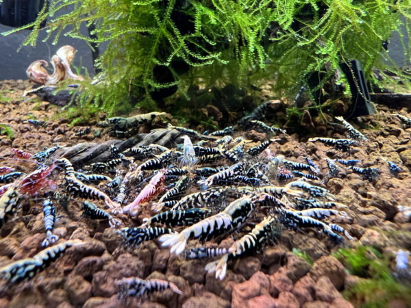 Caridina - Galaxy/Galaxy Fish Bone/Boa Culls