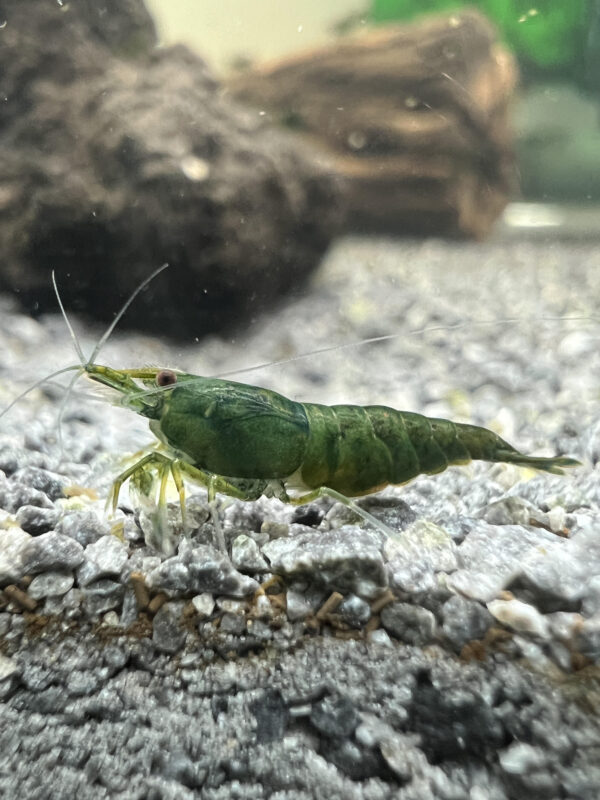 Neocaridina - Green Jade