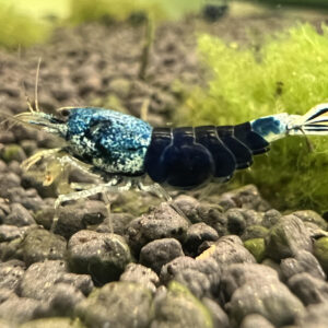 Caridina