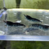 Caridina* - Orange Eye Blue Tigers - Image 2