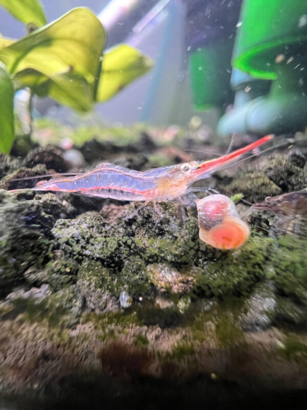 Pinocchio Shrimp