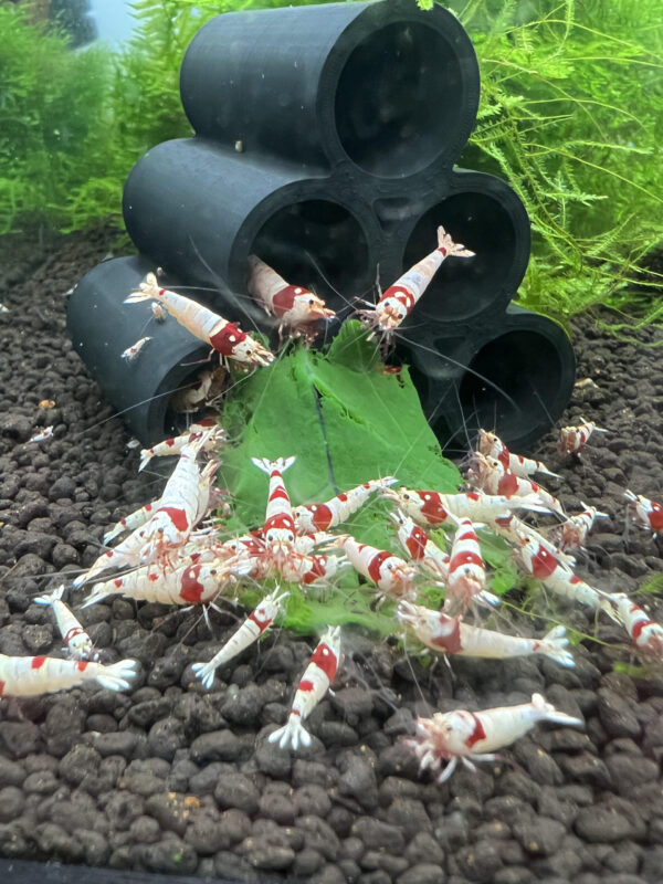 Caridina - Pure Red Lines (Crystal Reds)