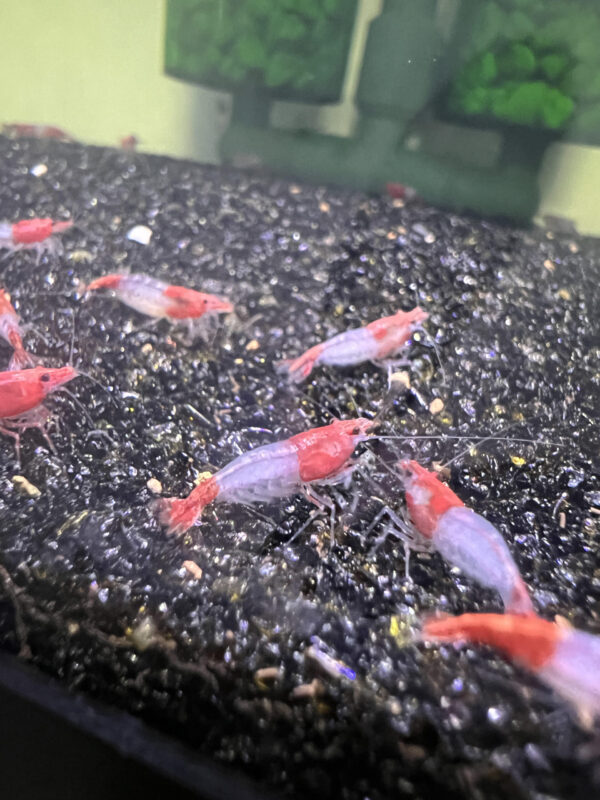 Neocaridina - Red Rili