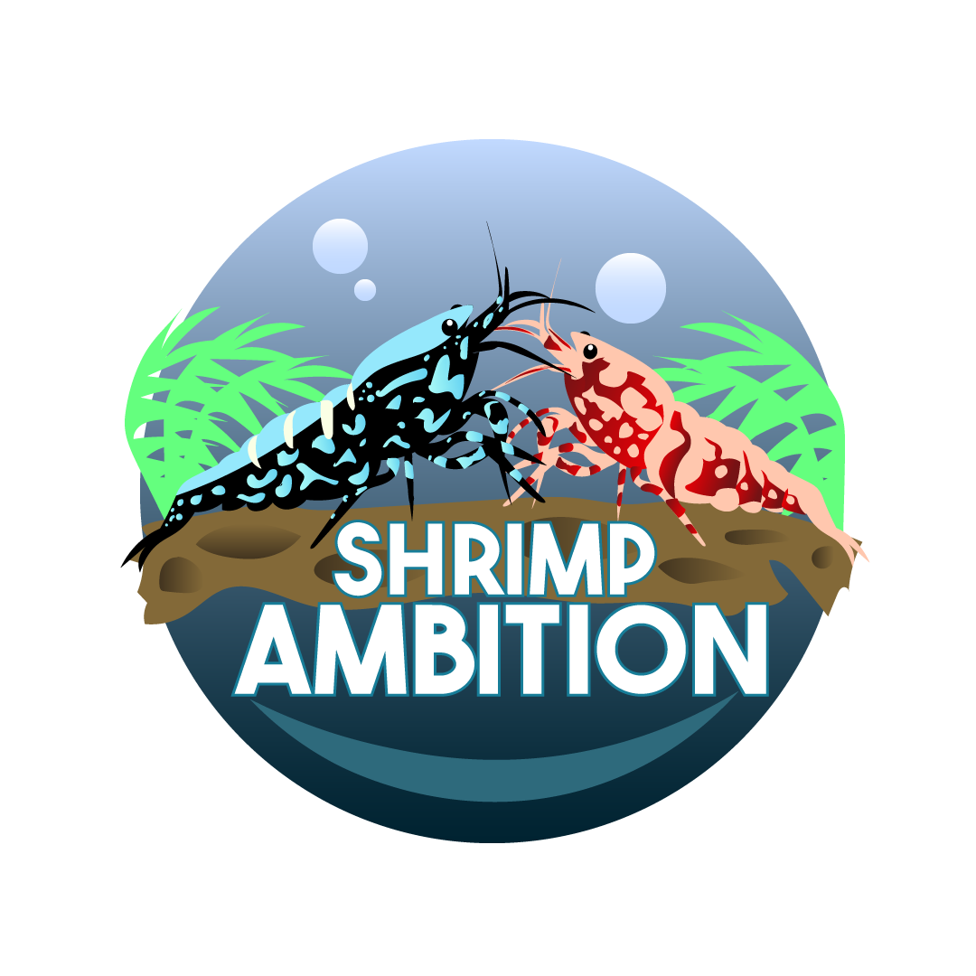 shrimpambition.com
