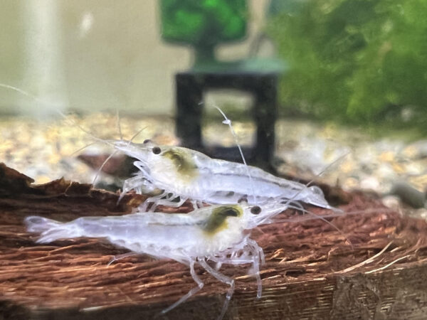 Neocaridina - Snowballs