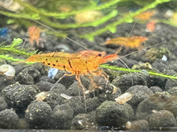 Caridina* - Tangerine Tigers