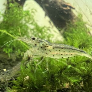 Amano Shrimp