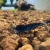 Caridina* - Orange Eye Blue Tigers