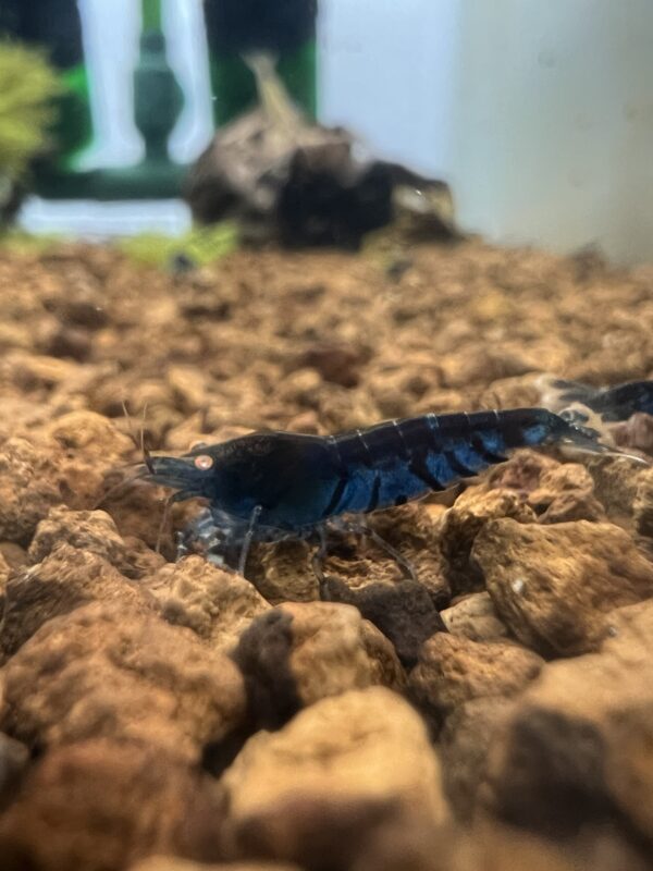 Caridina* - Orange Eye Blue Tigers