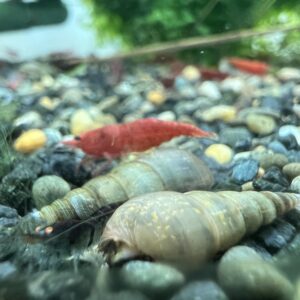 Malaysian trumpet snails