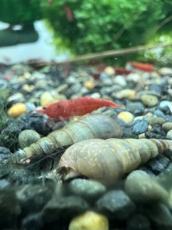 Malaysian trumpet snails