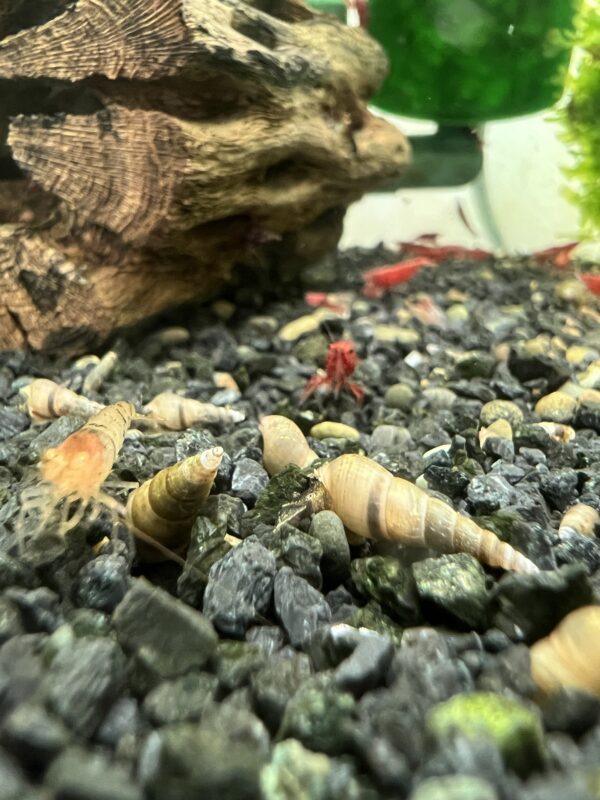 Malaysian trumpet snails - Image 2