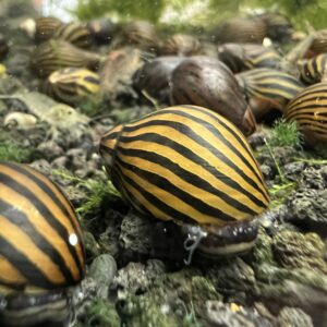 Snails
