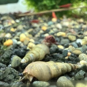 Malaysian trumpet snails