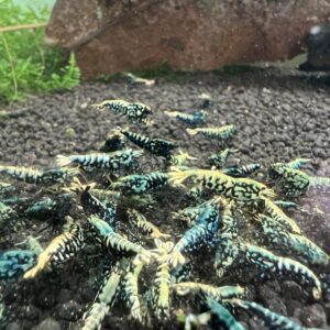 Black/Blue snowflakes