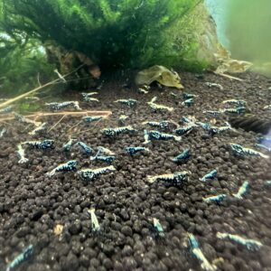 Limited time sale on juvie boa offsprings from my high grade tank, grades will vary. Caridina parameters only please.