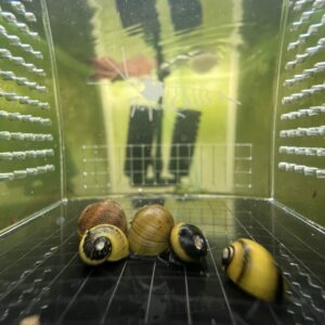 Horned nerites smooth/small horned shells