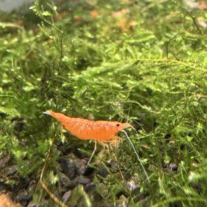 Neocaridina - Orange backline