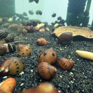Tiger nerite snails