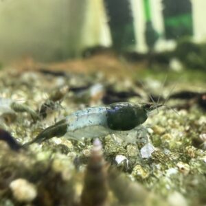 Neocaridina - Green rilis