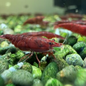 Neocaridina - Dark Blood Mary’s